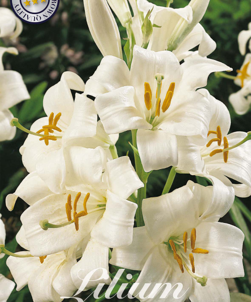 84590-Lilium-CANDIDUM-verkkokauppa-tuotekuva-verkkokauppa-tuotekuva