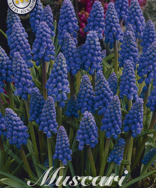 84625-Muscari-ARMENIACUM-verkkokauppa-tuotekuva