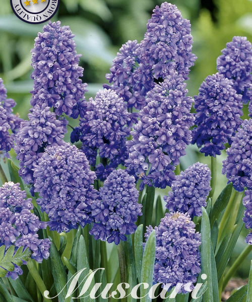 84630-Muscari-ARTIST-verkkokauppa-tuotekuva-verkkokauppa-tuotekuva