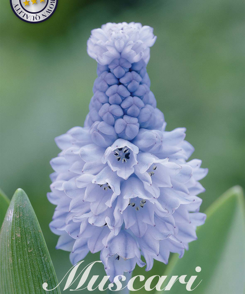 84635-Muscari-AZUREUM-verkkokauppa-tuotekuva-verkkokauppa-tuotekuva