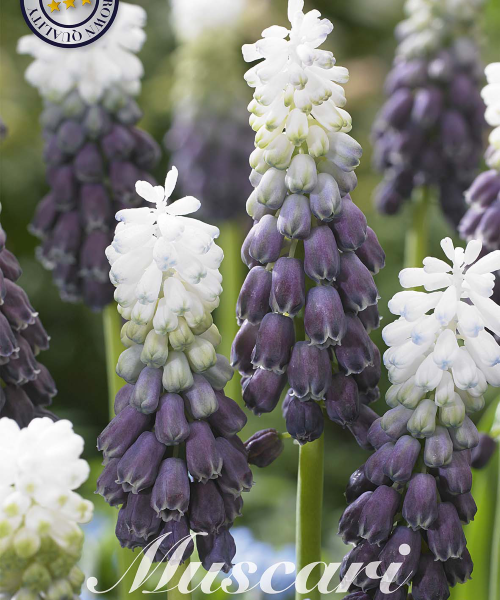 84643-Muscari-GRAPE-ICE-verkkokauppa-tuotekuva-verkkokauppa-tuotekuva