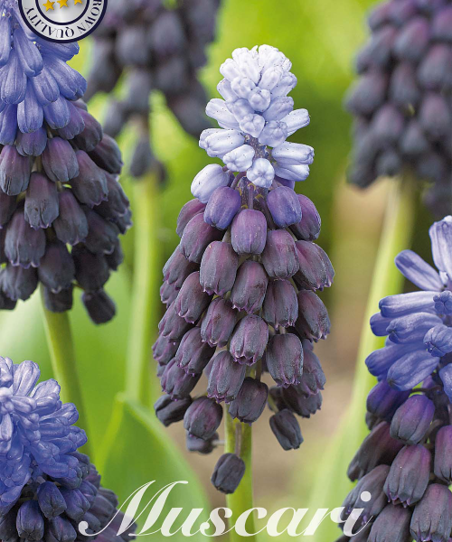 84645-Muscari-LATIFOLIUM-verkkokauppa-tuotekuva-verkkokauppa-tuotekuva