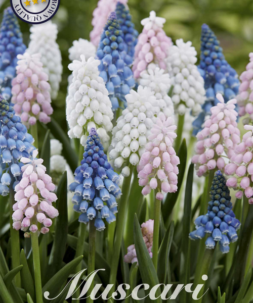 84650-Muscari-MIXED-verkkokauppa-tuotekuva-verkkokauppa-tuotekuva