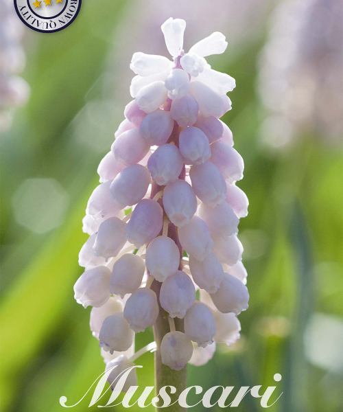 84655-Muscari-PINK-SUNRISE-verkkokauppa-tuotekuva