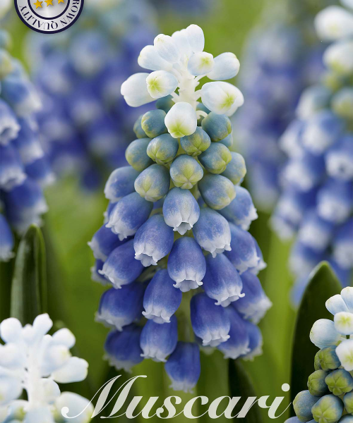 84656-Muscari-TOUCH-OF-SNOW-verkkokauppa-tuotekuva-verkkokauppa-tuotekuva