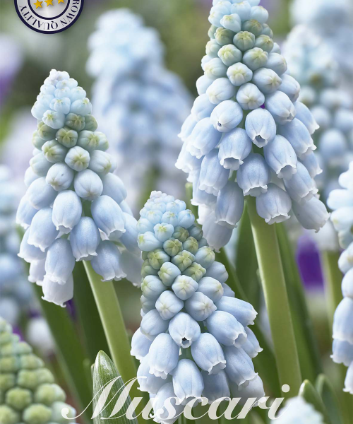 84657-Muscari-VALERIE-FINNIS-verkkokauppa-tuotekuva-verkkokauppa-tuotekuva