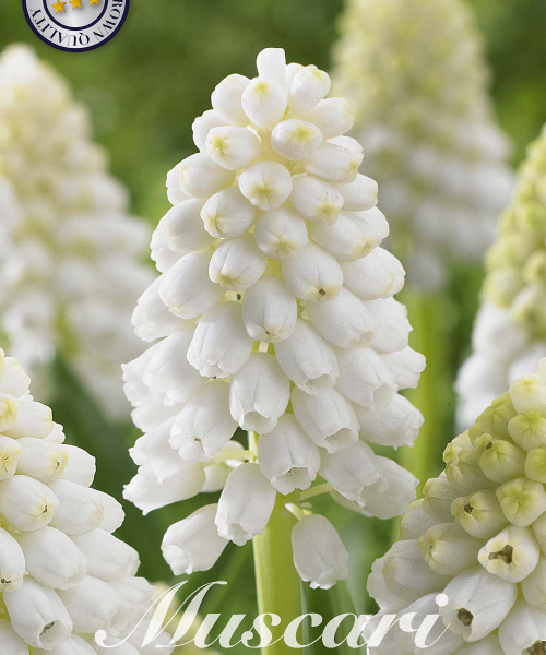 84665-Muscari-WHITE-MAGIC-verkkokauppa-tuotekuva-verkkokauppa-tuotekuva