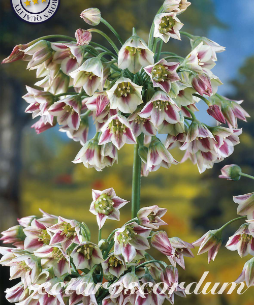 84670-Nectaroscordum-SICULUM-SSP-BULGARICUM-verkkokauppa-tuotekuva-verkkokauppa-tuotekuva