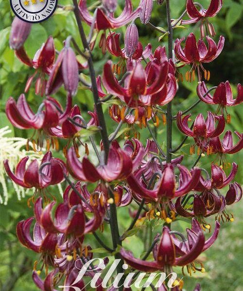 85085-Lilium-CLAUDE-SHRIDE