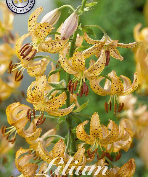 85090-Lilium-GUINEA-GOLD
