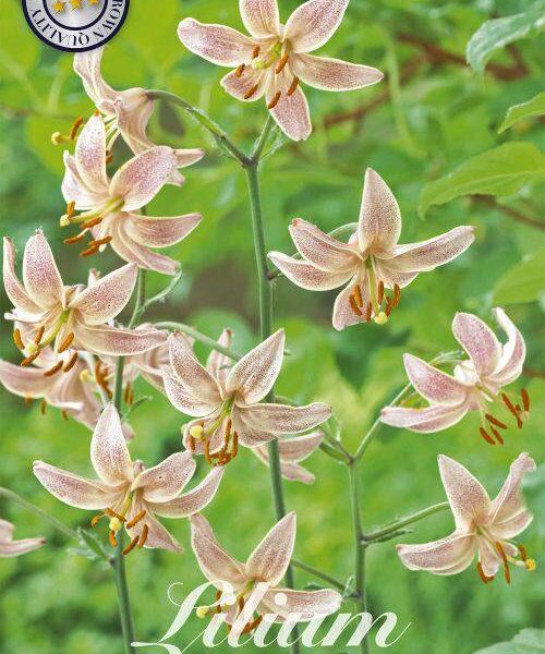 85095-Lilium-PINK-MORNING