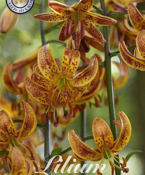 85100-Lilium-SUNNY-MORNING