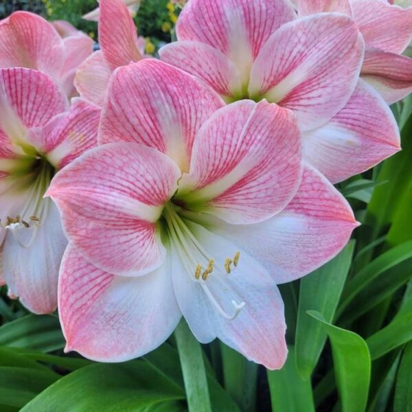 Amaryllis-Apple-Blossom-3