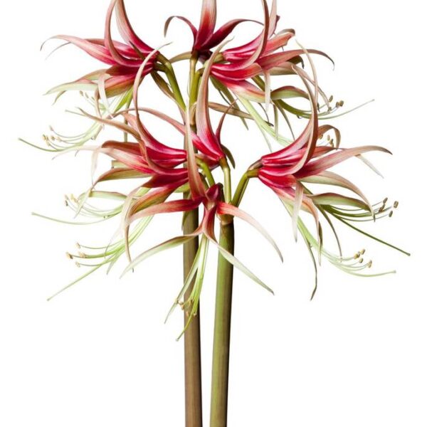 Amaryllis-Chico