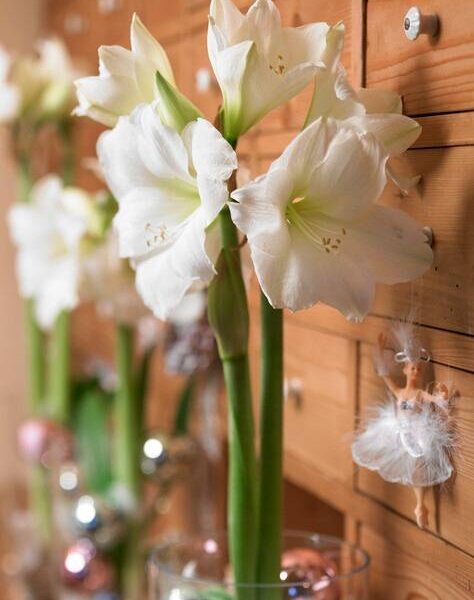 Amaryllis-Christmas-Gift