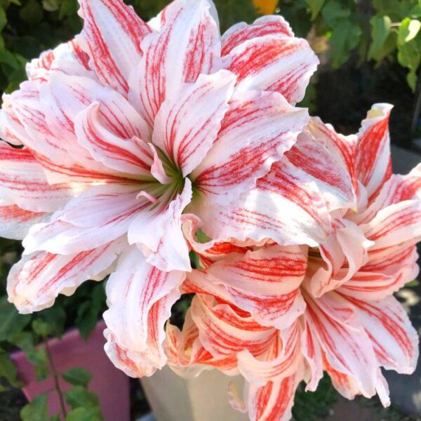 Amaryllis-Dancing-Queen