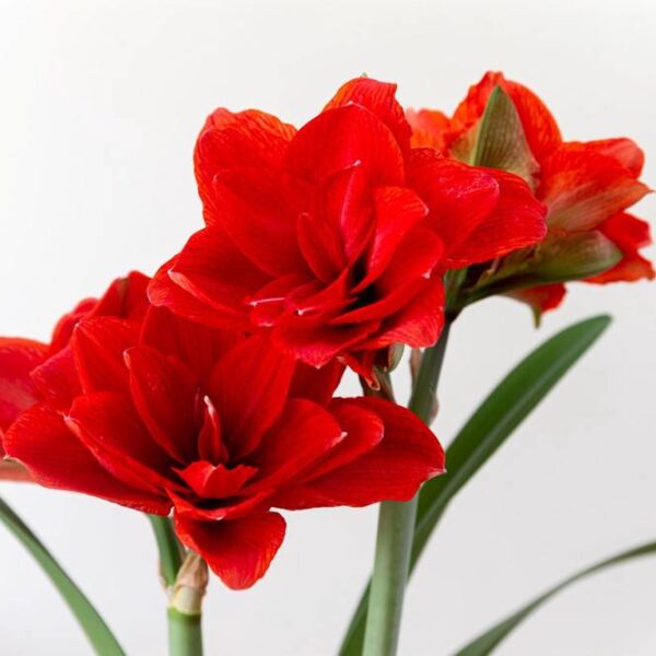 Amaryllis-Double-King
