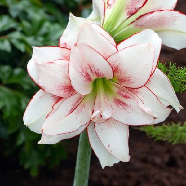 Amaryllis-Elvas