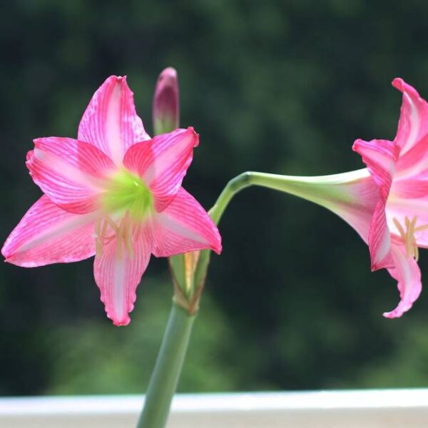 Amaryllis-Estella
