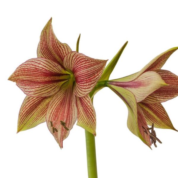 Amaryllis-Exotic-Star