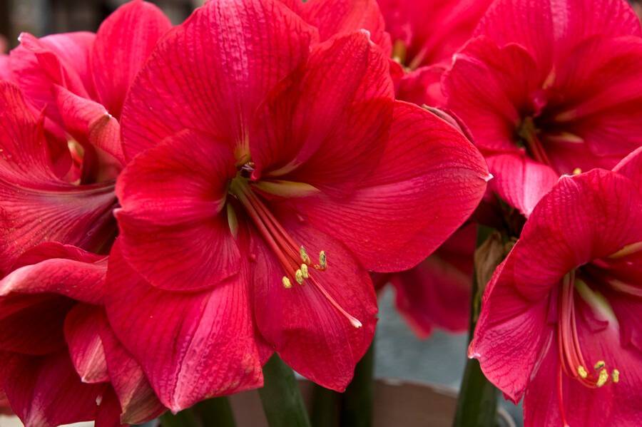 Amaryllis-Hercules