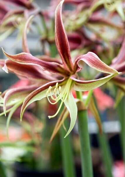 Amaryllis-La-Paz