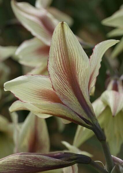 Amaryllis-Magic-Green