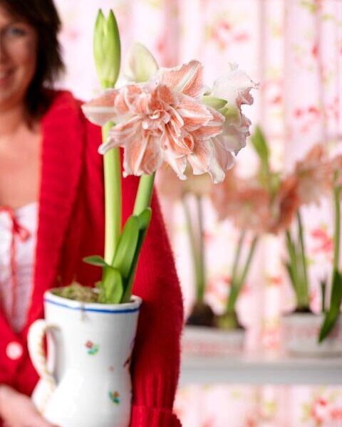 Amaryllis-Nymph