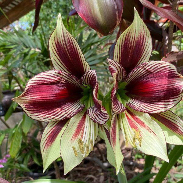 Amaryllis-Papilio