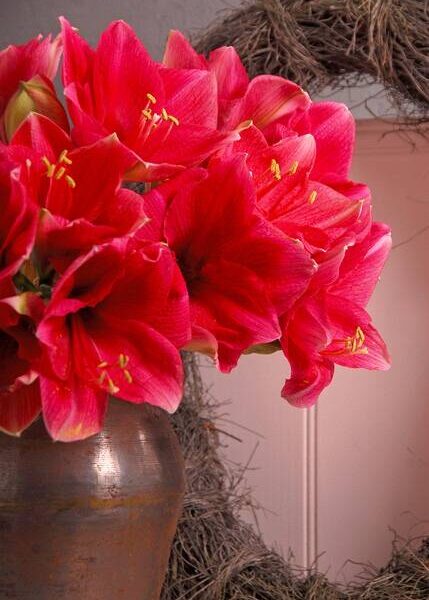 Amaryllis-Red-Lion-3