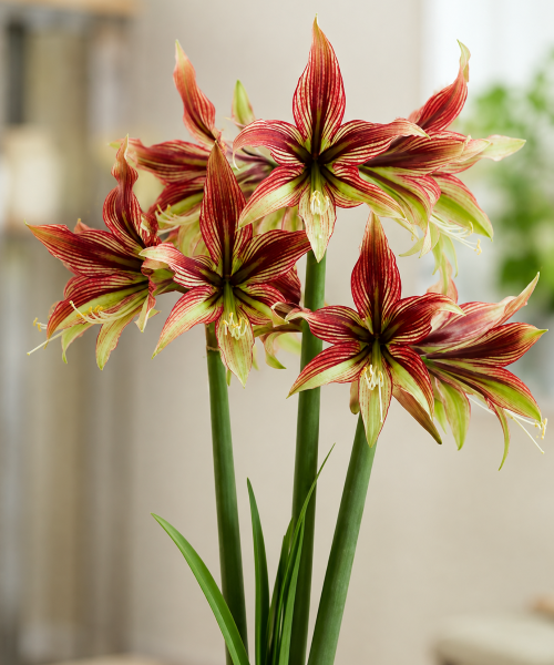 ChatGPT-Image-Amaryllis-Mystica