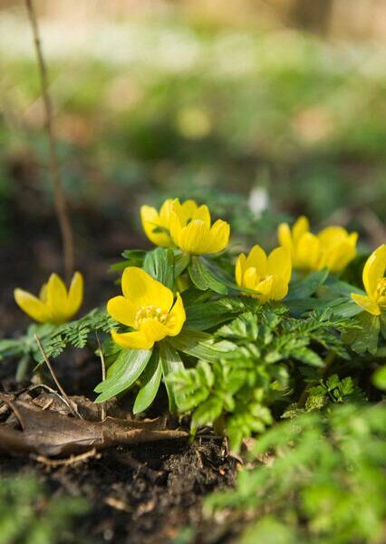 Eranthis-cilicica-talventahti-5