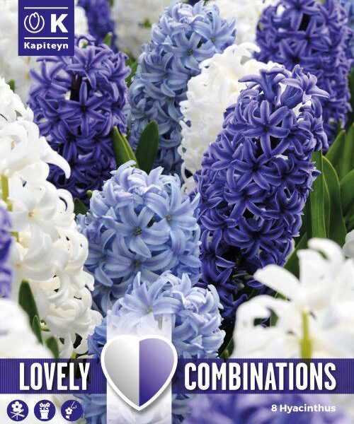 Hyasintti-Ocean-Blend-lovely-combinations