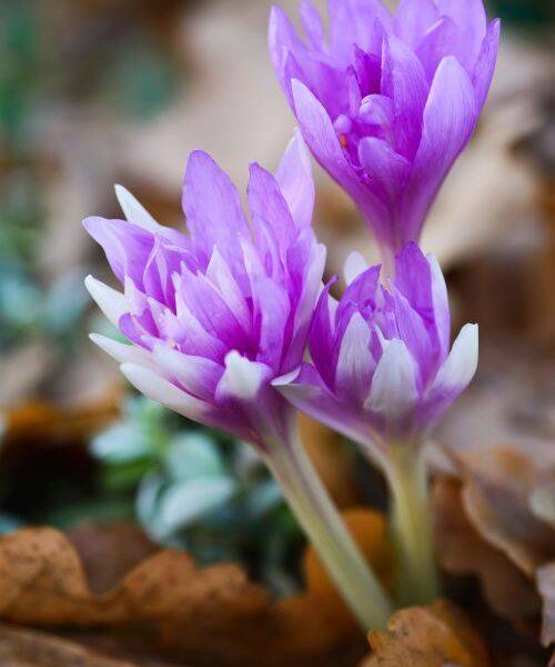 Syysmyrkkylilja-Colchicum-Waterlily