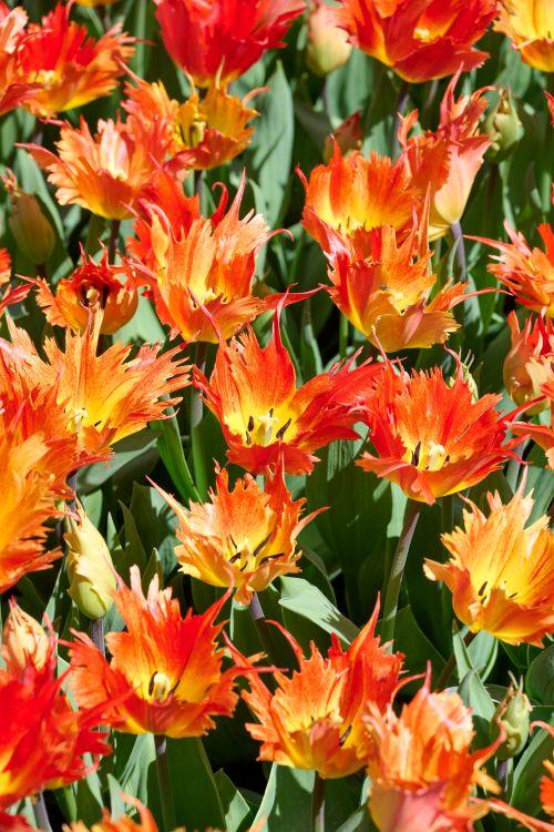 Tulppaani ‘Beauty of Leo’ 3kpl/pss