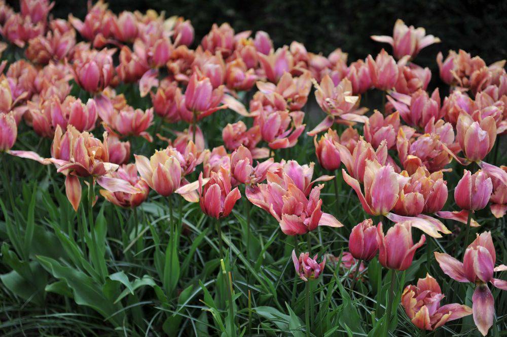 Tulppaani ‘Callahan’ 3kpl/pss