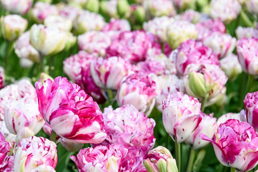 Tulppaani ‘Jonquieres’ 3kpl/pss