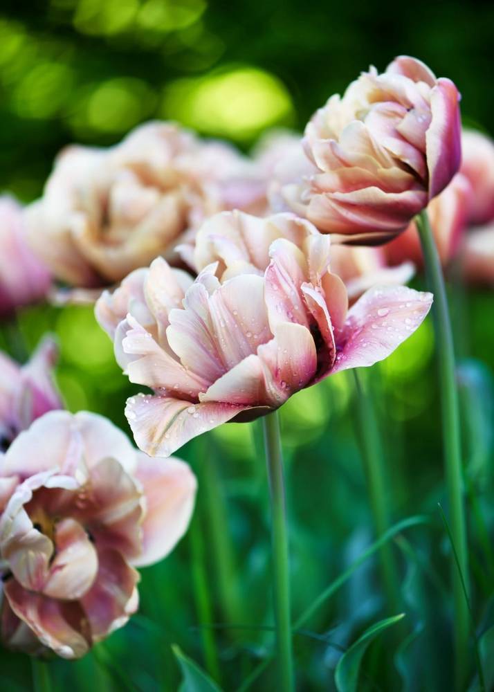 Tulppaani ‘La Belle Epoque’ 3kpl/pss