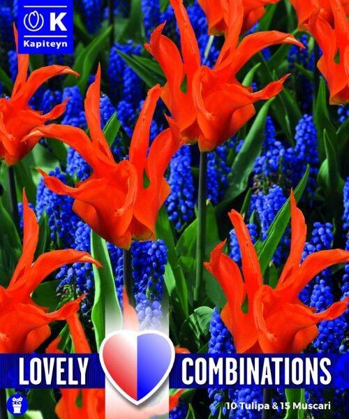 Tulppaani-Muscari-Lovely-combination