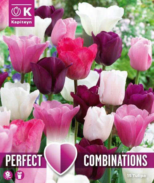 Tulppaani-PinkWhitePurple