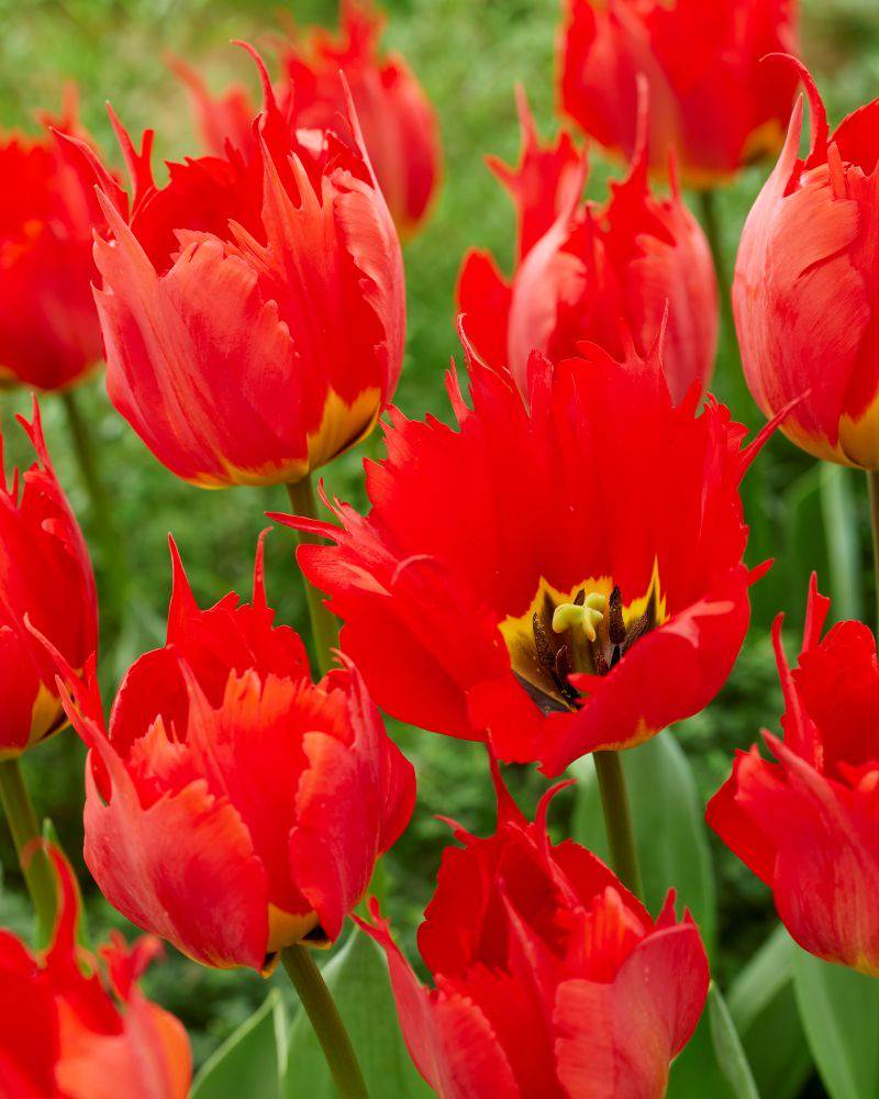 Tulppaani ‘Robbedoes’ 3kpl/pss