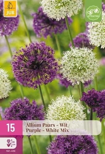 Ukkolaukka-Allium-PurpleWhite